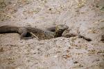 Nile Monitor Lizard, (Varanus niloticus), Lacertilia, Varanidae, Stealing Nile Crocodile Eggs, Katavi National Park, ARLD01_049