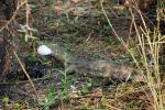 Nile Monitor Lizard, (Varanus niloticus), Lacertilia, Varanidae, Stealing Nile Crocodile Eggs, Katavi National Park, ARLD01_050