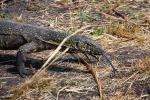 Nile Monitor Lizard, (Varanus niloticus), Lacertilia, Varanidae, Stealing Nile Crocodile Eggs, Katavi National Park, ARLD01_054