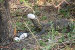 Nile Monitor Lizard, (Varanus niloticus), Lacertilia, Varanidae, Stealing Nile Crocodile Eggs, Katavi National Park, ARLD01_066