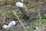 Nile Monitor Lizard, (Varanus niloticus), Lacertilia, Varanidae, Stealing Nile Crocodile Eggs, Katavi National Park, ARLD01_066B