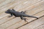 Lizard on Wood, ARLD01_092