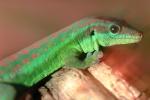 Madagascar Day Gecko , Madagascar Day Gecko, (Phelsuma standingi), Gekkonidae, Gekkoninae, ARLV01P01_11.2467