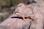 A Lizard on a Log, ARLV01P02_16.2467