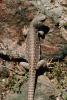 Desert Iguana, (Dipsosaurus dorsalis), Lacertilia, Iguanidae, ARLV01P03_15.4101