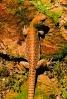 Desert Iguana, (Dipsosaurus dorsalis), Lacertilia, Iguanidae, ARLV01P03_15B.4101