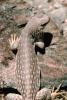 Desert Iguana, (Dipsosaurus dorsalis), Lacertilia, Iguanidae