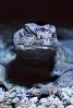 Egyptian Spiney Tailed Lizard , ARLV01P06_19B