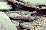 Egyptian Spiney Tailed Lizard, ARLV01P08_04