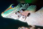 Madagascar Day Gecko, (Phelsuma standingi), Gekkonidae, Gekkoninae, ARLV01P08_08B.1713