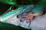 Madagascar Day Gecko, (Phelsuma standingi), Gekkonidae, Gekkoninae, ARLV01P08_10