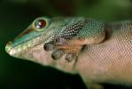 Madagascar Day Gecko, (Phelsuma standingi), Gekkonidae, Gekkoninae, ARLV01P08_11