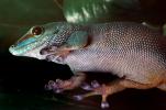 Madagascar Day Gecko, (Phelsuma standingi), Gekkonidae, Gekkoninae, ARLV01P08_12