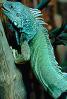 green iguana, common iguana, (Iguana iguana), Iguanidae, ARLV01P10_02B.1713