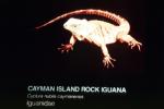 Cayman Island Rock Iguana