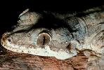 Flying Gecko, (Ptychozoon kuhli), Sauria, Gekkonidae, arboreal, ARLV01P10_13B.1713