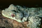 Flying Gecko, (Ptychozoon kuhli), Sauria, Gekkonidae, arboreal, ARLV01P10_14