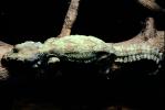 Flying Gecko, (Ptychozoon kuhli), Sauria, Gekkonidae, arboreal, ARLV01P10_15