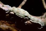 Flying Gecko, (Ptychozoon kuhli), Sauria, Gekkonidae, arboreal, ARLV01P10_17