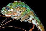 Panther Chameleon, Biomimicry