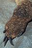Great Komodo Monitor, (Varanus komodoensis), Varanidae, Varanus, ARLV01P12_15B.1713