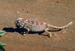 Chameleon, Namib Desert, Africa, African, ARLV01P13_17.0934
