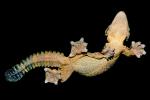 Flying Gecko, (Ptychozoon kuhli), Sauria, Gekkonidae, arboreal, ARLV01P15_15