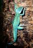 Basilisk Lizard, (Basiliscus plumifrons), Iguania, Corytophanidae, corytophanid, ARLV02P02_19