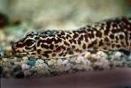 Leopard Gecko, (Eublepharis macularis), Eublepharidae, crepuscular ground-dwelling lizard, ARLV02P03_01