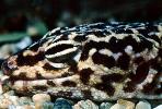 Leopard Gecko, (Eublepharis macularis), Eublepharidae, crepuscular ground-dwelling lizard, ARLV02P03_02