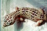 Leopard Gecko, (Eublepharis macularis), Eublepharidae, crepuscular ground-dwelling lizard, ARLV02P05_14