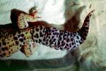 Leopard Gecko, (Eublepharis macularis), Eublepharidae, crepuscular ground-dwelling lizard, ARLV02P05_15