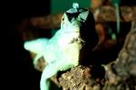 Basilisk Lizard, (Basiliscus plumifrons), Iguania, Corytophanidae, corytophanid, ARLV02P06_08