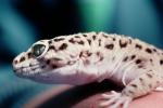 Leopard Gecko, (Eublepharis macularis), Eublepharidae, crepuscular ground-dwelling lizard, ARLV02P06_14