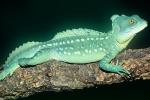Basilisk Lizard, (Basiliscus plumifrons), Iguania, Corytophanidae, corytophanid, ARLV02P06_15