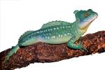 Basilisk Lizard, photo-object, object, cut-out, cutout, (Basiliscus plumifrons), Iguania, Corytophanidae, corytophanid, ARLV02P06_16B