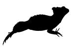 Basilisk Lizard silhouette, logo, (Basiliscus plumifrons), Iguania, Corytophanidae, corytophanid, shape