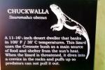 Chuckwalla, (Sauromalus ater), Iguania, Iguanidae