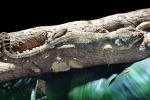 Flying Gecko, (Ptychozoon kuhli), Sauria, Gekkonidae, arboreal, ARLV02P07_16