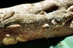 Flying Gecko, (Ptychozoon kuhli), Sauria, Gekkonidae, arboreal