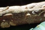 Flying Gecko, (Ptychozoon kuhli), Sauria, Gekkonidae, arboreal, ARLV02P07_18