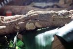 Flying Gecko, (Ptychozoon kuhli), Sauria, Gekkonidae, arboreal, ARLV02P08_01