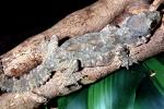 Flying Gecko, (Ptychozoon kuhli), Sauria, Gekkonidae, arboreal, ARLV02P08_02