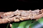 Flying Gecko, (Ptychozoon kuhli), Sauria, Gekkonidae, arboreal, ARLV02P08_03