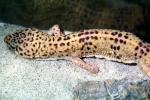 Leopard Gecko, (Eublepharis macularis), Eublepharidae, crepuscular ground-dwelling lizard, ARLV02P08_18
