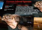 Exuma Island Iguana, (Cyclura cychlura figginsi), Iguanidae
