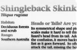 Shingleback Skink