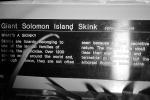 Giant Solomon Island Skink, (Corucia zebrata), Scincidae, prehensile-tailed skink, arboreal, ARLV02P11_07