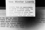 Quince Monitors, (Varanus melinus), Varanidae, Euprepiosaurus