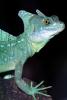 Male Basilisk Lizard, (Basiliscus plumifrons), Iguania, Corytophanidae, corytophanid, ARLV02P11_17
